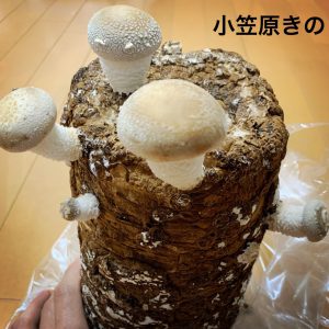 【俳優のおうち時間】橋本真一が「#シイタケつなぎ」ツイートに込めた密かな思いとファンへのエール イメージ画像